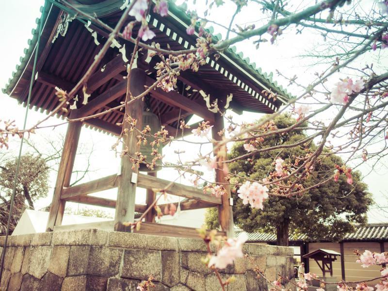 Sakura Toji South I Kyoto